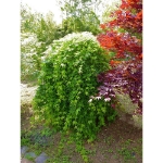 Image de Acer palm. 'Ryusen' (PBR)