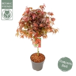 Image de Acer palm. 'Shaina'