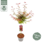 Image de Acer palm. 'Shaina'