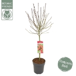 Image de Acer palm. 'Shaina'