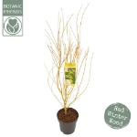 Image de Acer palm. 'Bi hoo'