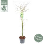 Image de Acer palm. 'Emerald Lace'