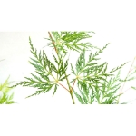 Image de Acer palm. 'Emerald Lace'
