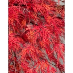 Image de Acer palm. 'Emerald Lace'