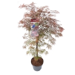 Image de Acer palm. 'Garnet'*