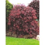 Image de Acer palm. 'Garnet'*