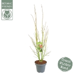 Image de Acer palm. 'Going Green' (PBR)