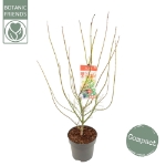 Image de Acer palm. 'Jerre Schwartz'