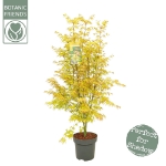 Image de Acer palm. 'Orange Dream'