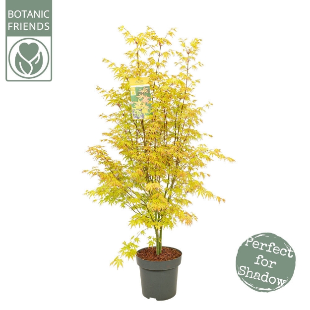 Image de Acer palm. 'Orange Dream'