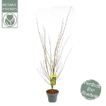 Image de Acer palm. 'Orange Dream'