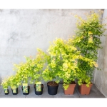 Image de Acer palm. 'Orange Dream'