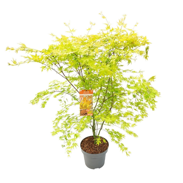 Image de Acer palm. 'Orange Lace' (PBR)