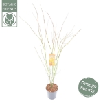 Image de Acer palm. 'Orange Lace' (PBR)