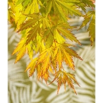 Image de Acer palm. 'Orange Lace' (PBR)