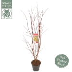 Image de Acer palm. 'Sangokaku'