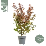 Image de Acer palm. 'Shaina'