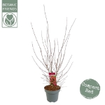 Image de Acer palm. 'Shaina'