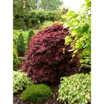 Image de Acer palm. 'Shaina'