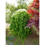 Image de Acer palm. 'Ryusen' (PBR)