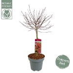 Image de Acer palm. 'Shaina'