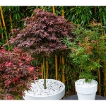 Image de Acer palm. 'Shaina'