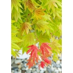 Image de Acer shir. 'Moonrise' (PBR)