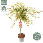 Image de Acer palm. 'Beni-maiko'