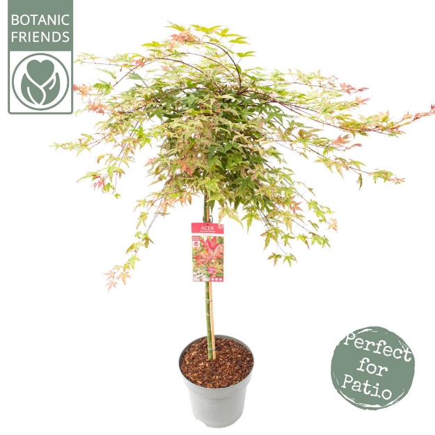 Image de Acer palm. 'Beni-maiko'