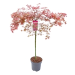 Image de Acer palm. 'Beni-maiko'