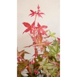 Image de Acer palm. 'Beni-maiko'