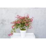 Image de Acer palm. 'Beni-maiko'