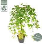 Image de Acer palm. 'Cascade Emerald' (PBR)