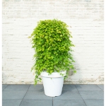 Image de Acer palm. 'Cascade Emerald' (PBR)