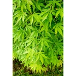 Image de Acer palm. 'Cascade Emerald' (PBR)