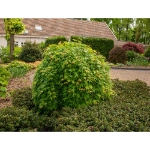 Image de Acer palm. 'Cascade Emerald' (PBR)