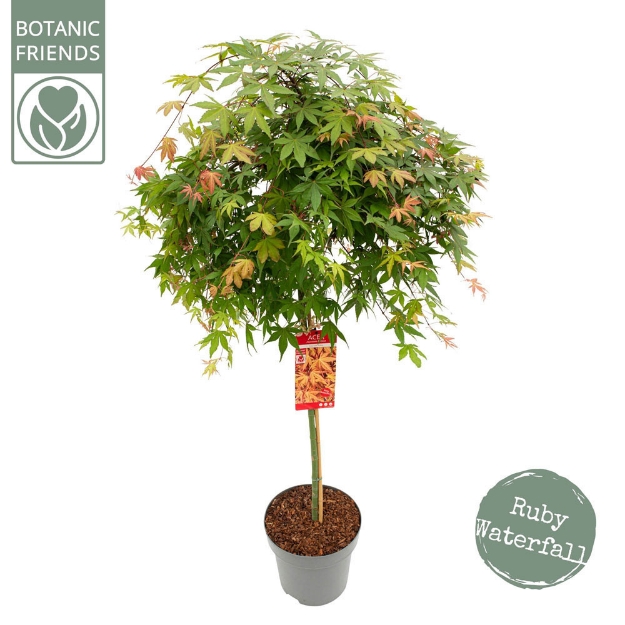 Image de Acer palm. 'Cascade Ruby' (PBR)