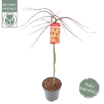 Image de Acer palm. 'Cascade Ruby' (PBR)