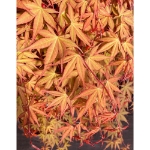 Image de Acer palm. 'Cascade Ruby' (PBR)