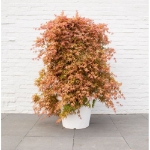 Image de Acer palm. 'Cascade Ruby' (PBR)