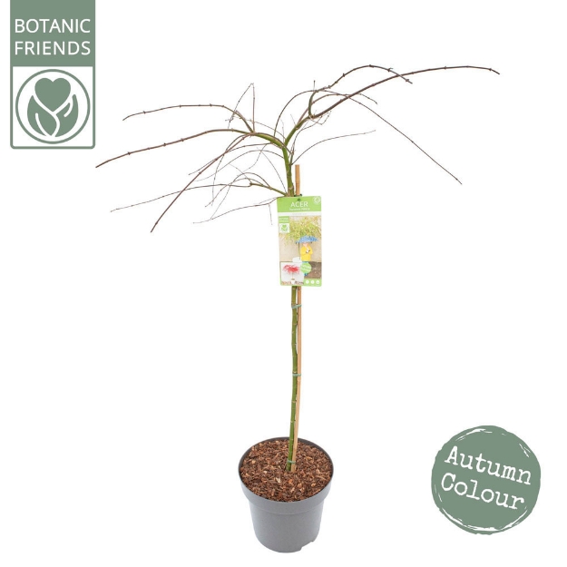 Image de Acer palm. 'Emerald Lace'