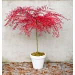 Image de Acer palm. 'Emerald Lace'