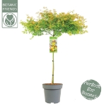 Image de Acer palm. 'Little Princess'