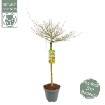 Image de Acer palm. 'Little Princess'