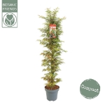 Image de Acer palm. 'Jerre Schwartz'