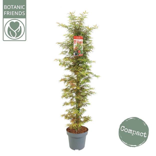 Image de Acer palm. 'Jerre Schwartz'