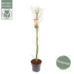 Image de Acer palm. 'Jerre Schwartz'