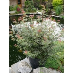 Image de Acer palm. 'Jerre Schwartz'