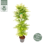 Image de Acer palm. 'Little Princess'