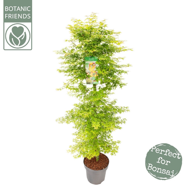 Image de Acer palm. 'Little Princess'